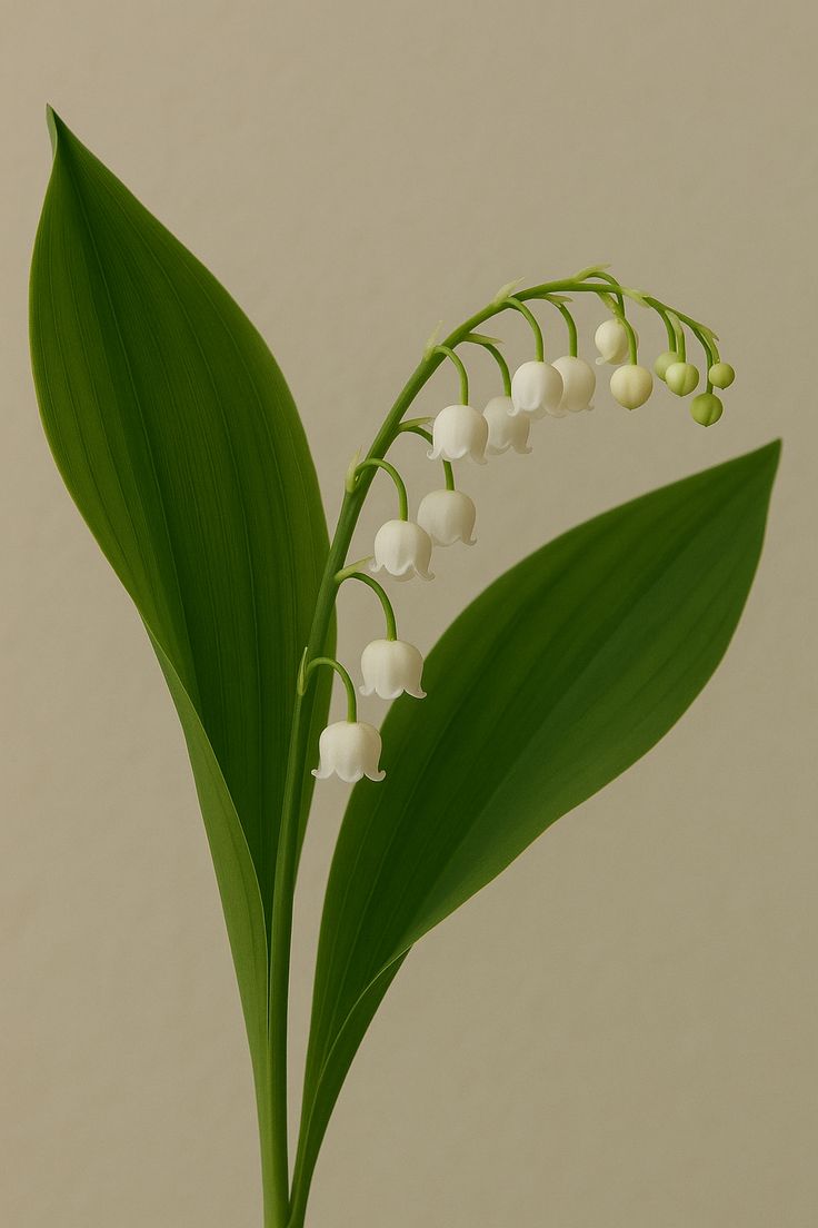 lily of the valley